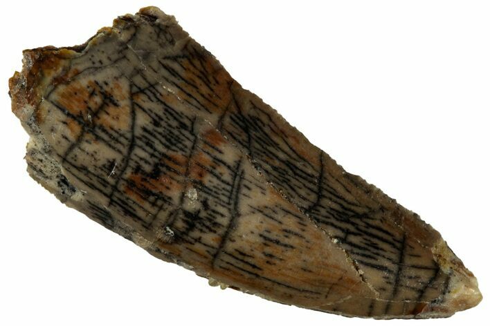 Serrated, Raptor Tooth - Real Dinosaur Tooth #295986